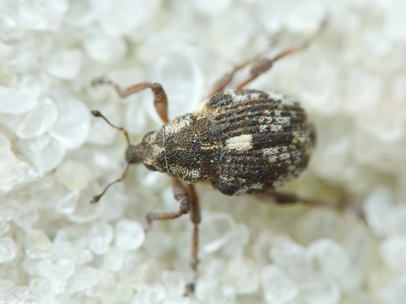 Rhinoncus pericarpius (Linnaeus, 1758)